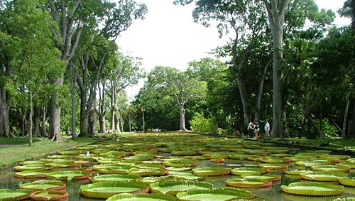 Pamplemousses Botanical Garden