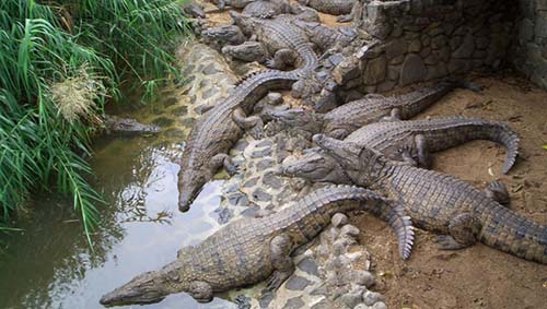 La Vanille Crocodile Park